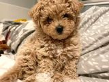 Kore Malti̇poo Yavrularimiz