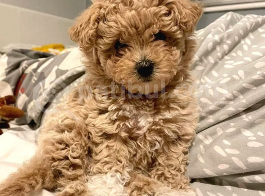 Kore Malti̇poo Yavrularimiz görsel