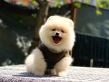 Pomerani̇an Teddy Bear Yavrularimiz