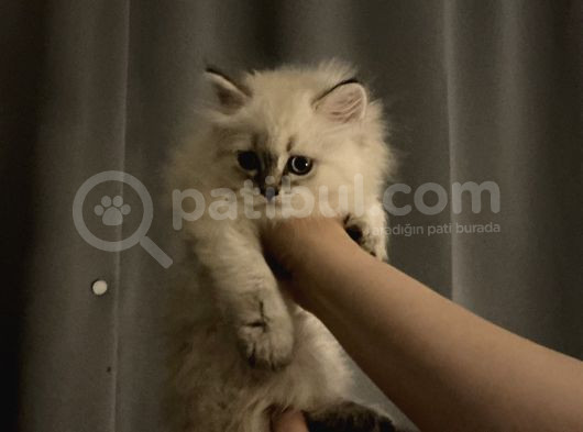 British Shorthair Yavrular görsel