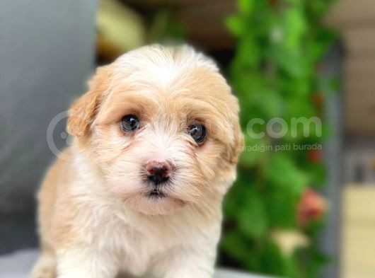 Malti̇po Irkinin En İyi̇si̇ görsel