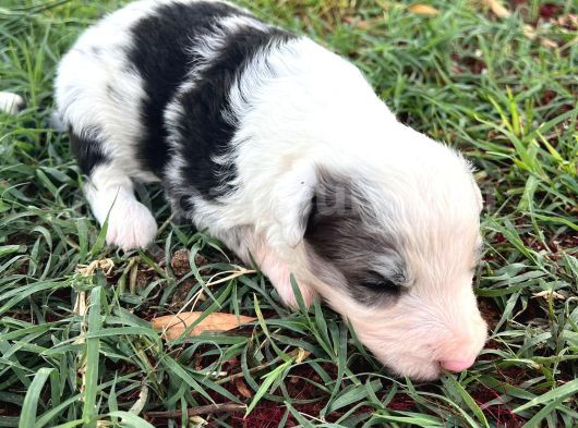 Sağlıklı Safkan Border Collie Yavrular görsel