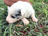 Sağlıklı Safkan Border Collie Yavrular