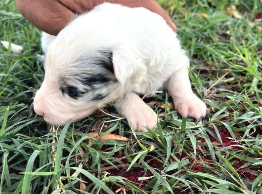 Sağlıklı Safkan Border Collie Yavrular görsel