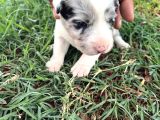 Sağlıklı Safkan Border Collie Yavrular