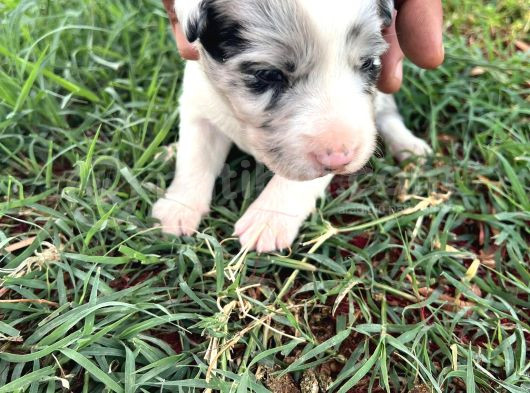 Sağlıklı Safkan Border Collie Yavrular görsel