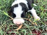Sağlıklı Safkan Border Collie Yavrular