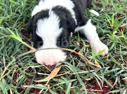 Sağlıklı Safkan Border Collie Yavrular görsel