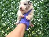 Bordercollie Yavrularımız