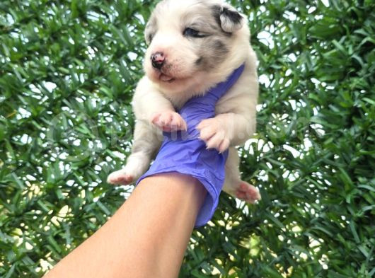 Bordercollie Yavrularımız görsel