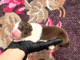 Bordercollie Yavrularımız