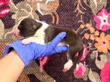 Bordercollie Yavrularımız