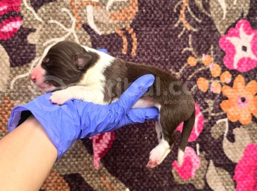 Bordercollie Yavrularımız görsel