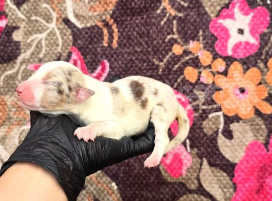 Bordercollie Yavrularımız görsel