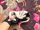 Bordercollie Yavrularımız