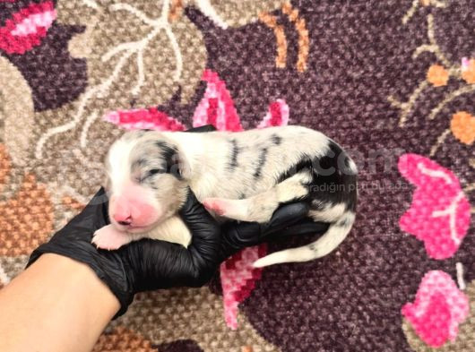 Bordercollie Yavrularımız görsel