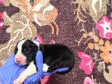 Bordercollie Yavrularımız