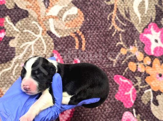 Bordercollie Yavrularımız görsel