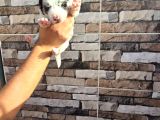 Bordercollie Yavrularımız