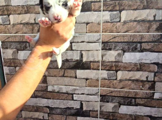 Bordercollie Yavrularımız görsel
