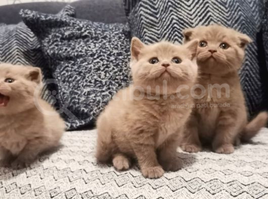 Kedi Ilanı görsel