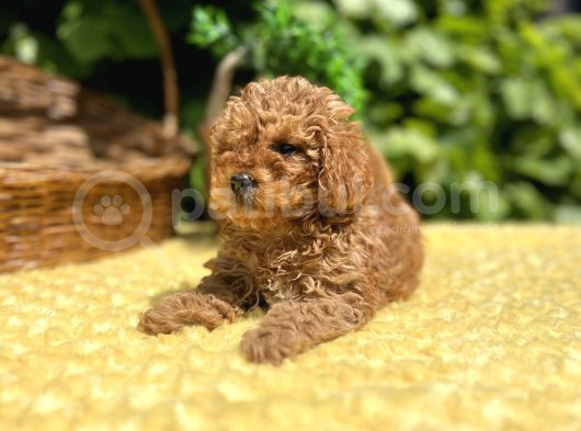 Tüy Dökmez Koku Yapmaz Toy Poodle Bebekler görsel
