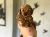 Mi̇ni̇ Boy Di̇şi̇ Erkek Poodle Bebekler