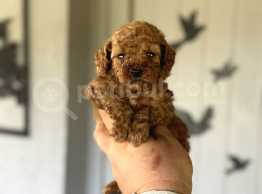 Mi̇ni̇ Boy Di̇şi̇ Erkek Poodle Bebekler görsel