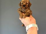Mi̇ni̇ Boy Di̇şi̇ Erkek Poodle Bebekler