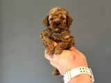 MİNİ BOY DİŞİ ERKEK POODLE BEBEKLER