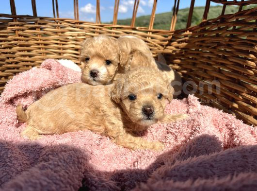 Mini Boy Kore Maltipoo Bebekler görsel