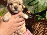 Mini Boy Kore Maltipoo Bebekler