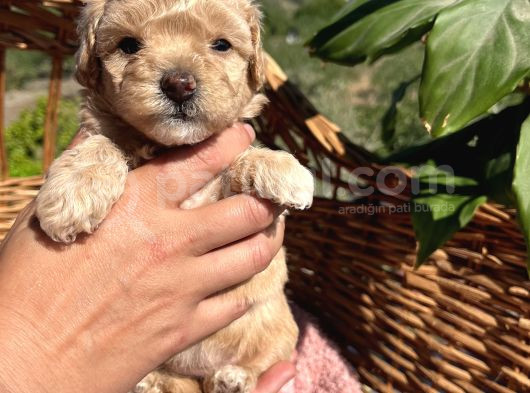 Mini Boy Kore Maltipoo Bebekler görsel