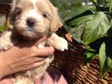 Mini Boy Kore Maltipoo Bebekler