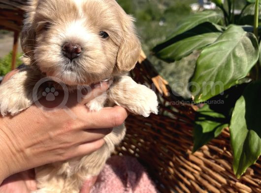 Mini Boy Kore Maltipoo Bebekler görsel