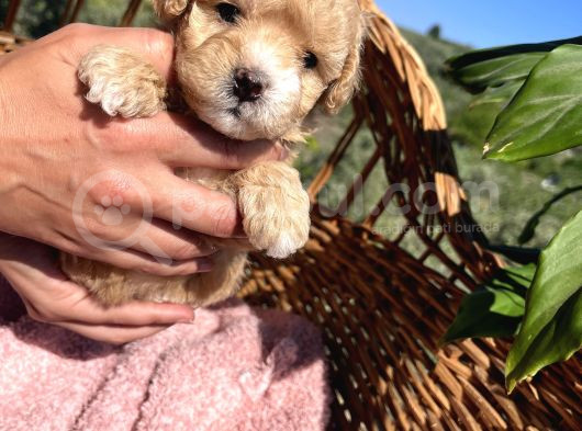 Mini Boy Kore Maltipoo Bebekler görsel