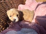 Mini Boy Kore Maltipoo Bebekler