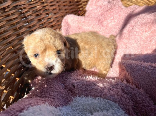 Mini Boy Kore Maltipoo Bebekler görsel