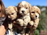 Mini Boy Kore Maltipoo Bebekler