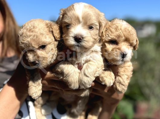 Mini Boy Kore Maltipoo Bebekler görsel