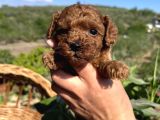 Kore Kan Mini Boy Poodle Bebekler