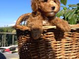 Apricot Minyatür Poodle Bebekler Ped Eğitimli