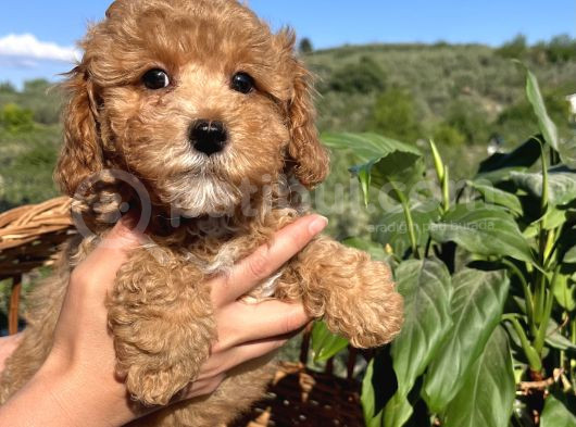 Apricot Minyatür Poodle Bebekler Ped Eğitimli görsel