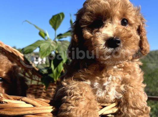 Apricot Minyatür Poodle Bebekler Ped Eğitimli görsel