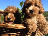 Apricot Minyatür Poodle Bebekler Ped Eğitimli