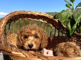 Apricot Minyatür Poodle Bebekler Ped Eğitimli