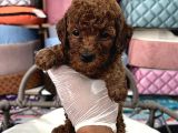 Toy Poodle Ve Koren Poodle Irk Garantili Yavrularımız