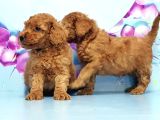 mükemmel Toy Poodle Yavrular