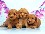 Mükemmel Toy Poodle Yavrular