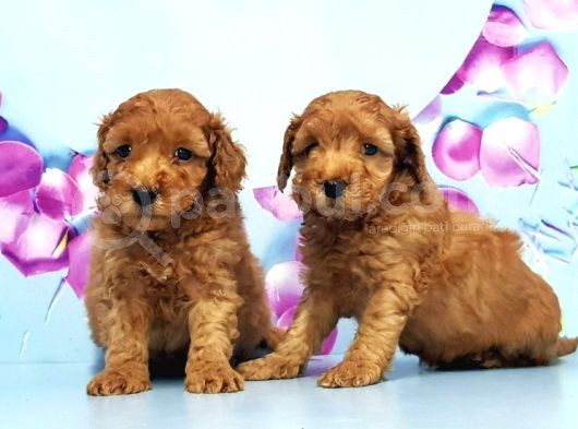 Mükemmel Toy Poodle Yavrular görsel